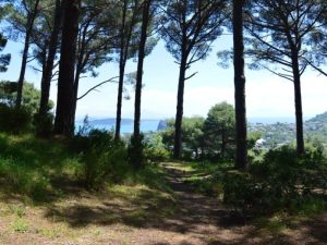 pineta di Fiaiano