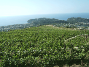Vigneti Ischia