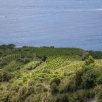 attrazioni isola di ischia