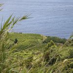 attrazioni isola di ischia